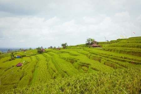 水稻字段，巴厘岛印度尼西亚