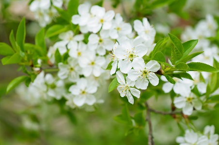 樱桃花