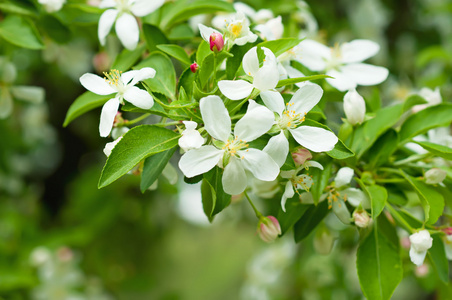 苹果树花