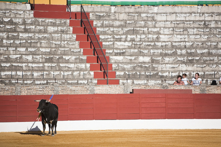 捕获的勇敢的公牛在斗牛，西班牙的图