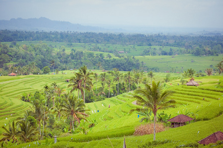 水稻字段，巴厘岛印度尼西亚