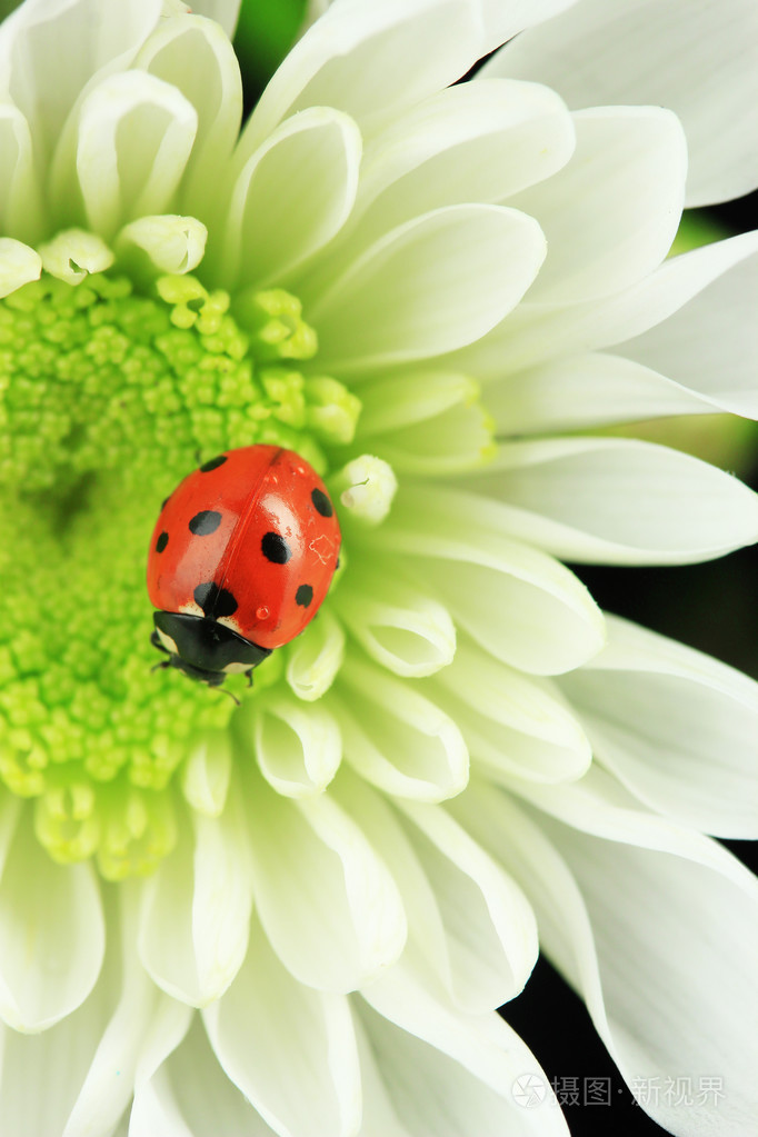 美丽的花瓢虫关闭