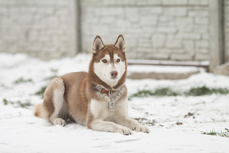 西伯利亚雪橇犬