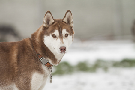 西伯利亚雪橇犬