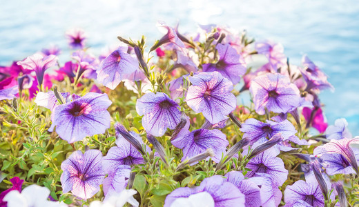 矮牵牛鲜花特写