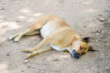 睡觉狗狗睡觉的狗狗照片