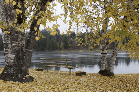 秋天由拉布拉多河