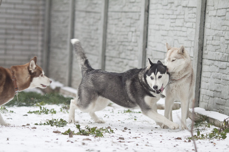 西伯利亚雪橇犬图片