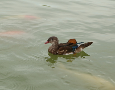 鸭在池塘里游泳
