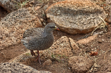 开普 spurfowl 或海角鹧鸪