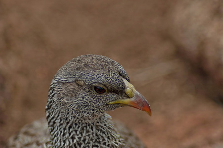 开普 spurfowl 或海角鹧鸪