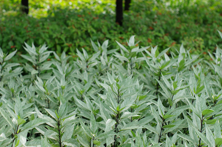 在花园里的植物