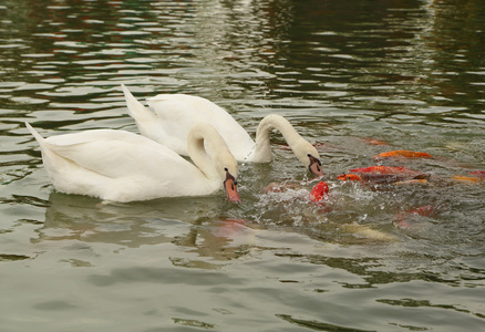 天鹅与锦鲤鱼在池塘里游泳