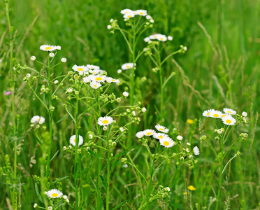 野甘菊花