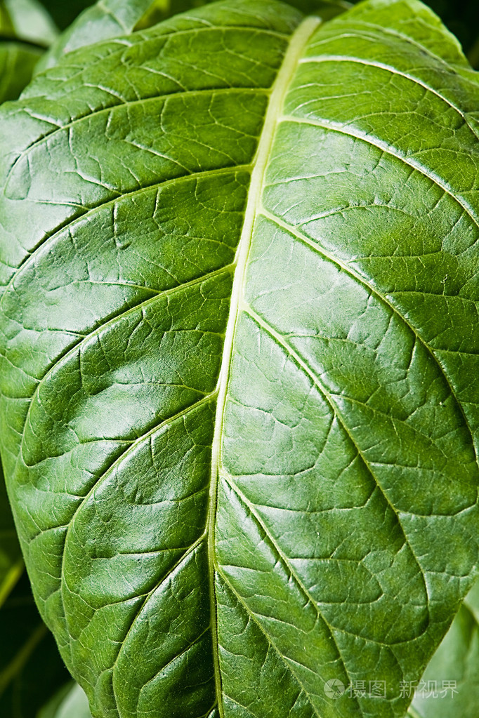 烟草叶子在一个种植园在西班牙