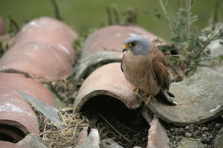 小隼，falco naumanni