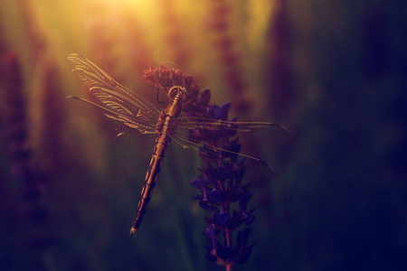 野生花卉蜻蜓的旧照片