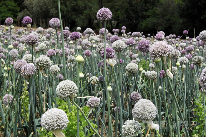植物的洋葱