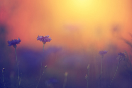 在日落的美丽野生花卉的老式照片