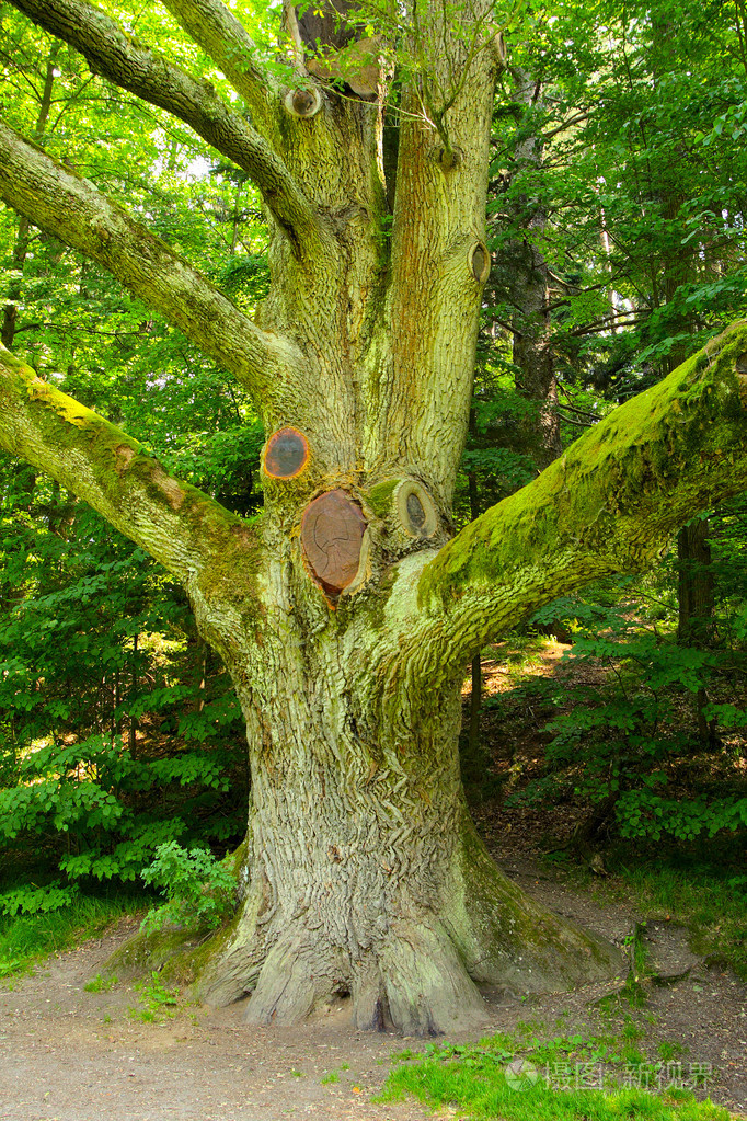 粗壮的老树