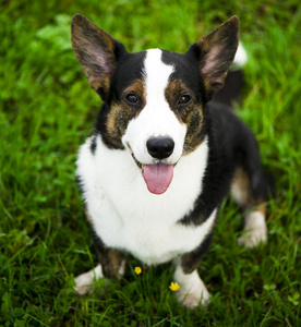 威尔士柯基犬图片羊毛衫狗