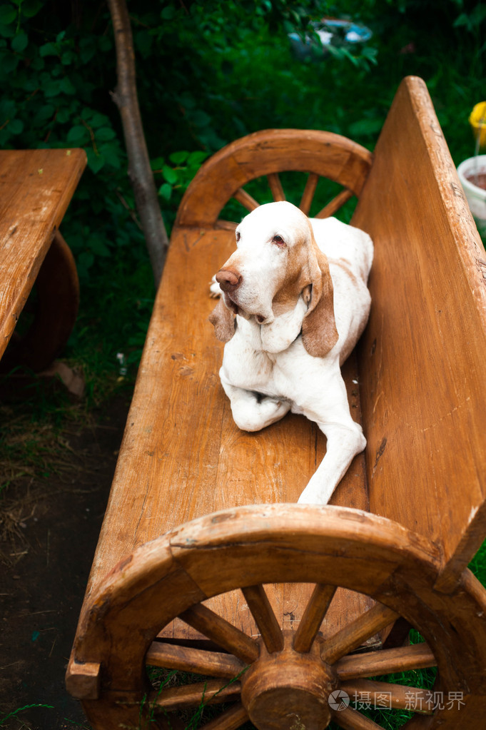 布拉科意大利语狗坐在板凳上