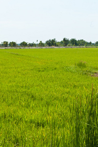 水稻植株