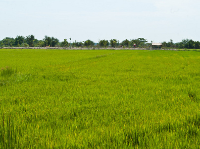 水稻植株图片