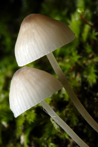 在 moss 中的毒蕈蘑菇