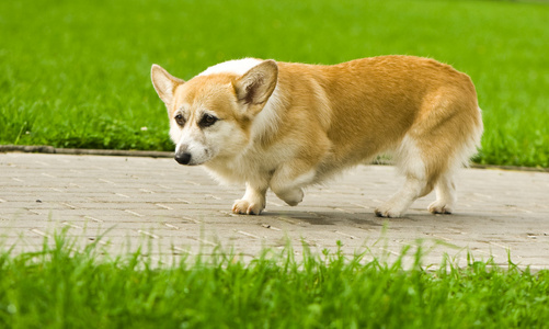 威尔士柯基犬图片狗