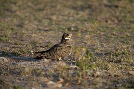 podager nacunda nacunda 夜鹰