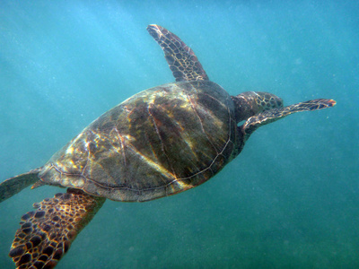 夏威夷海龟游泳水域的威基基