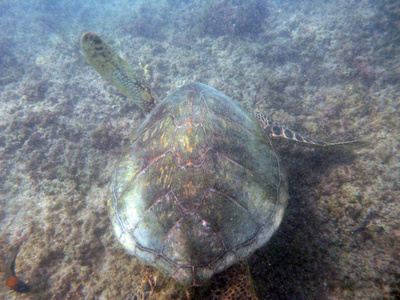 夏威夷海龟游以上珊瑚石水域的 waikik