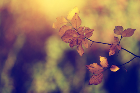秋天的叶子在日落的老式照片