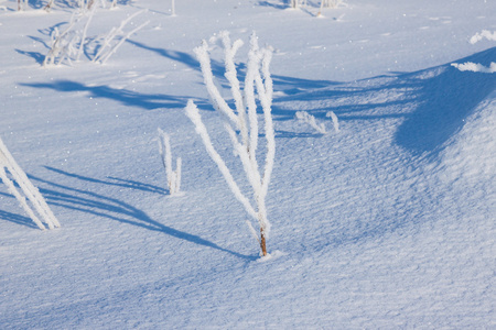 草覆盖着白霜雪图片