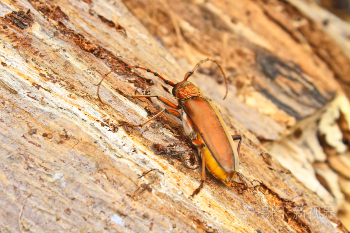 树上长角的甲虫