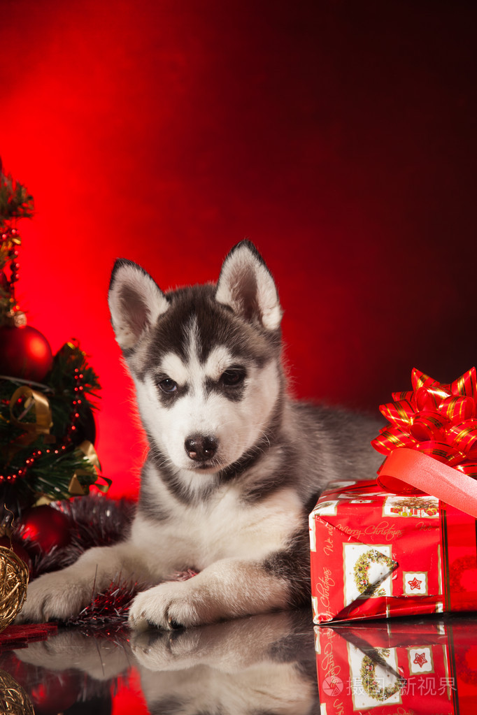 可爱的哈士奇狗