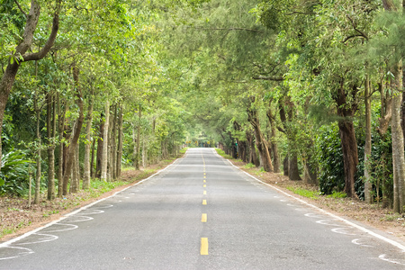 在森林的道路