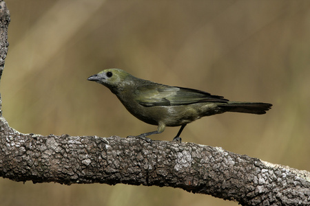 棕榈山雀，thraupis palmarum