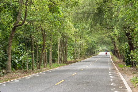 在森林的道路