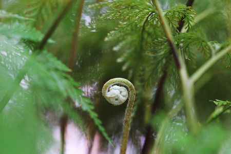 蕨类植物生长在花盆里