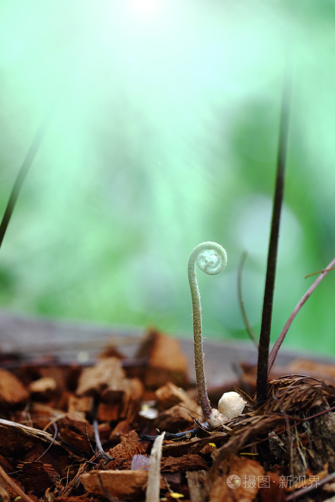 蕨类植物是长大