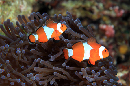 小丑 anemonefish