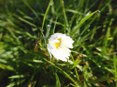 白花与雨滴