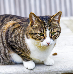 坐在一张桌子上的猫