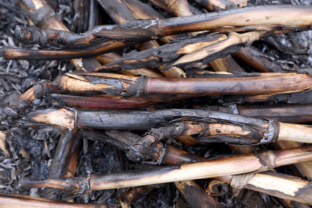 烧焦的玉米秸秆照片