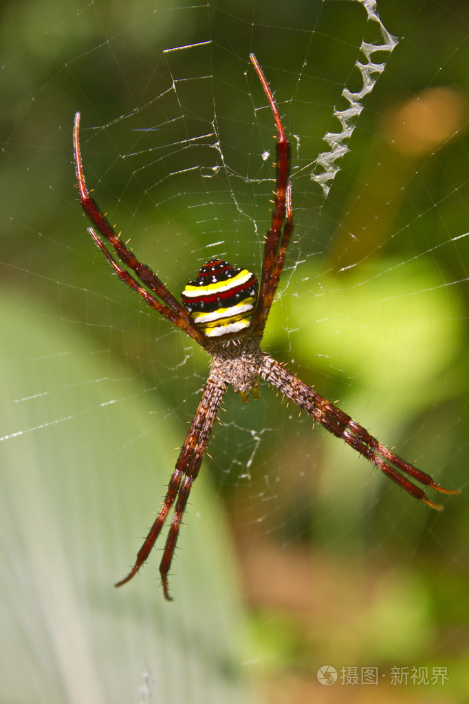 多色金蛛蜘蛛web上的美丽昆虫