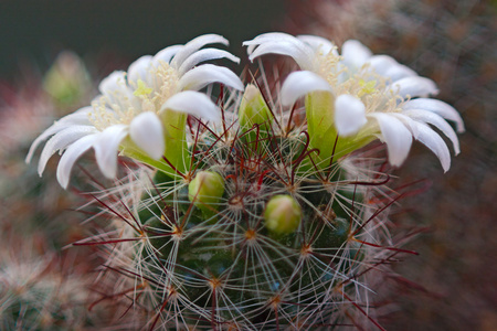 仙人掌花