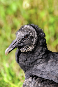 黑秃鹫的肖像