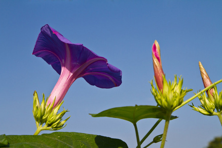 牵牛花花